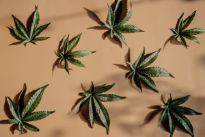 Marijuana Use after Bariatric Surgery